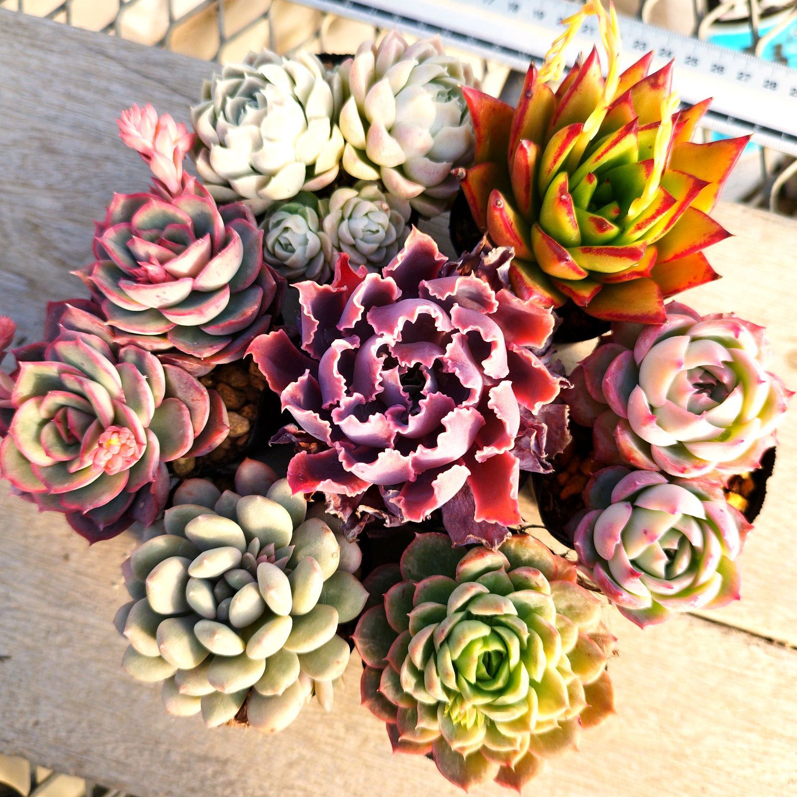 多肉植物 エケベリア 7種セット ed3 抜き苗 - メルカリ