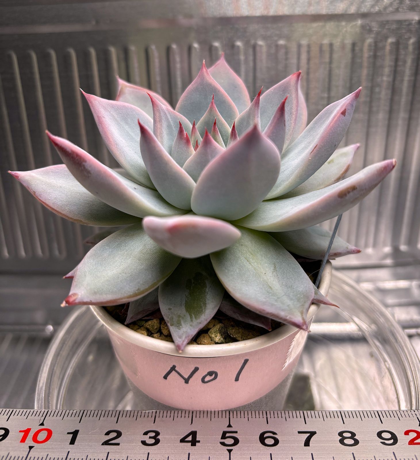 リンゼアナ(大) No1 抜き苗約10cm(第4種郵便・速達300円） - メルカリ