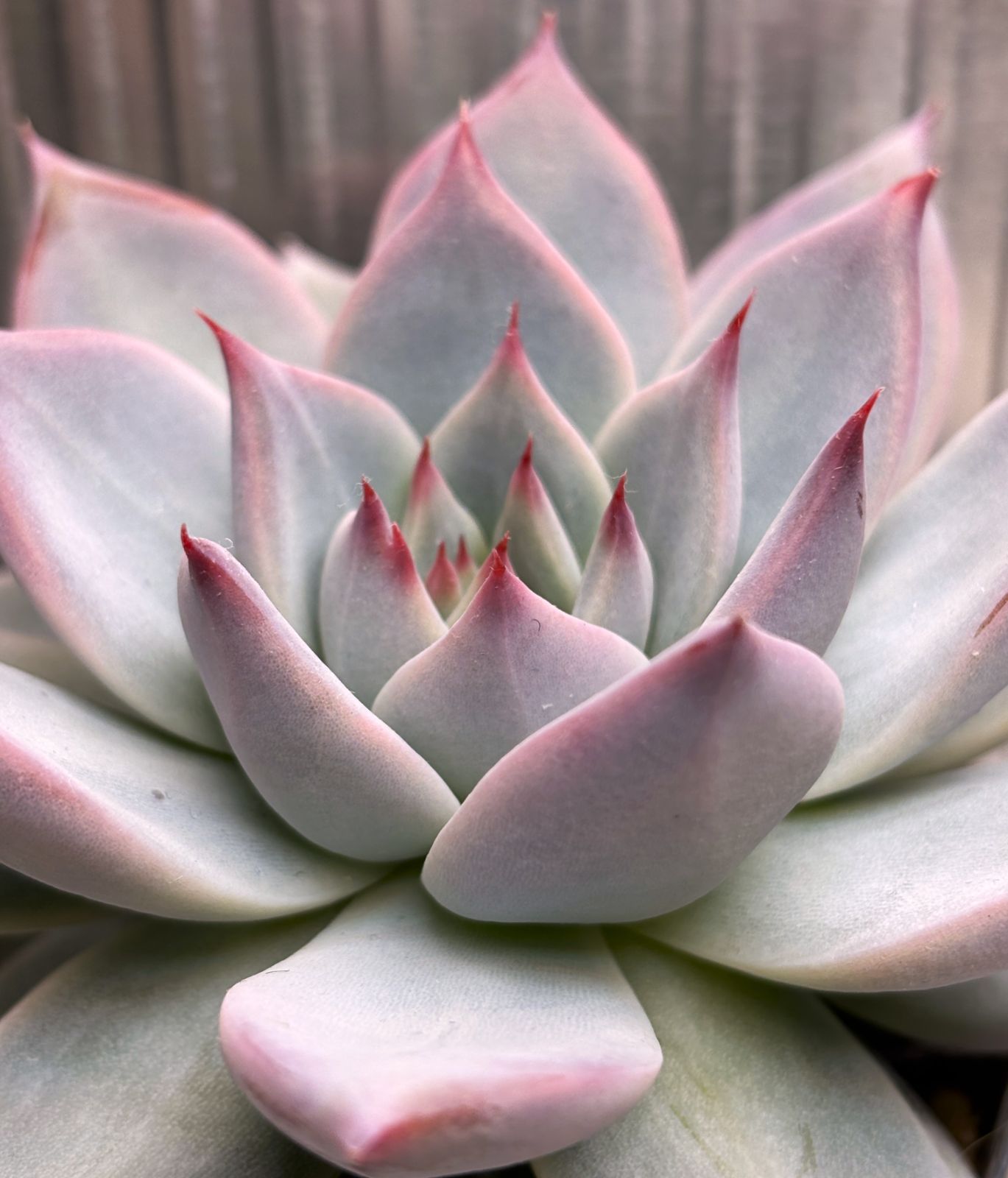 リンゼアナ(大) No1 抜き苗約10cm(第4種郵便・速達300円） - メルカリ