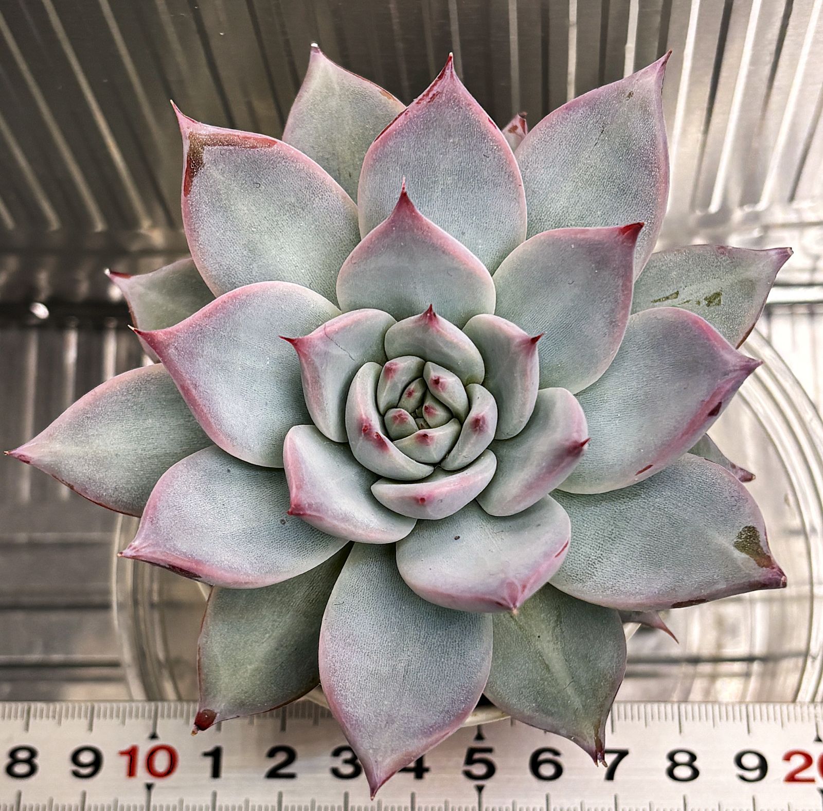 リンゼアナ(大) No1 抜き苗約10cm(第4種郵便・速達300円） - メルカリ