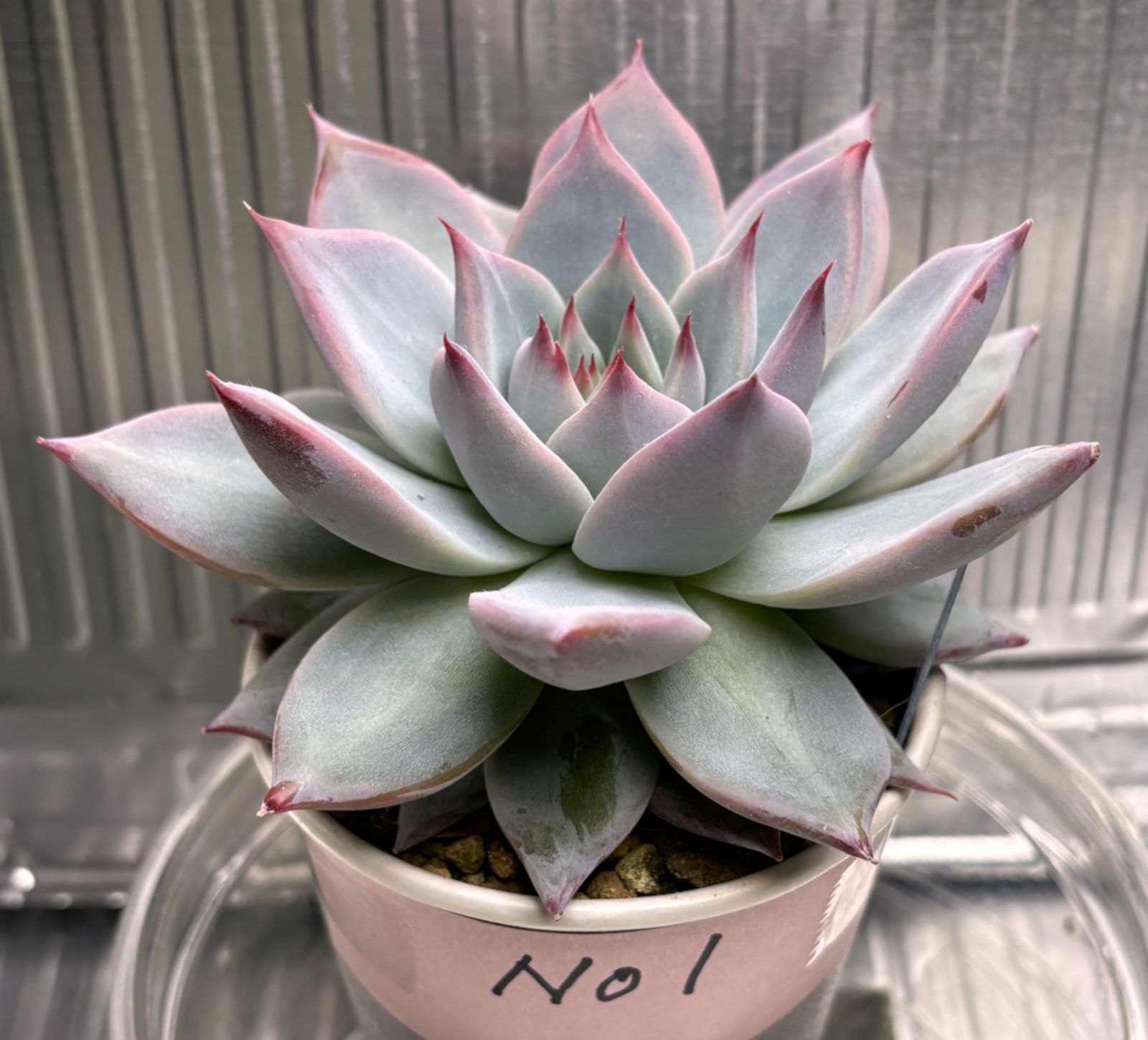 リンゼアナ(大) No1 抜き苗約10cm(第4種郵便・速達300円） - メルカリ