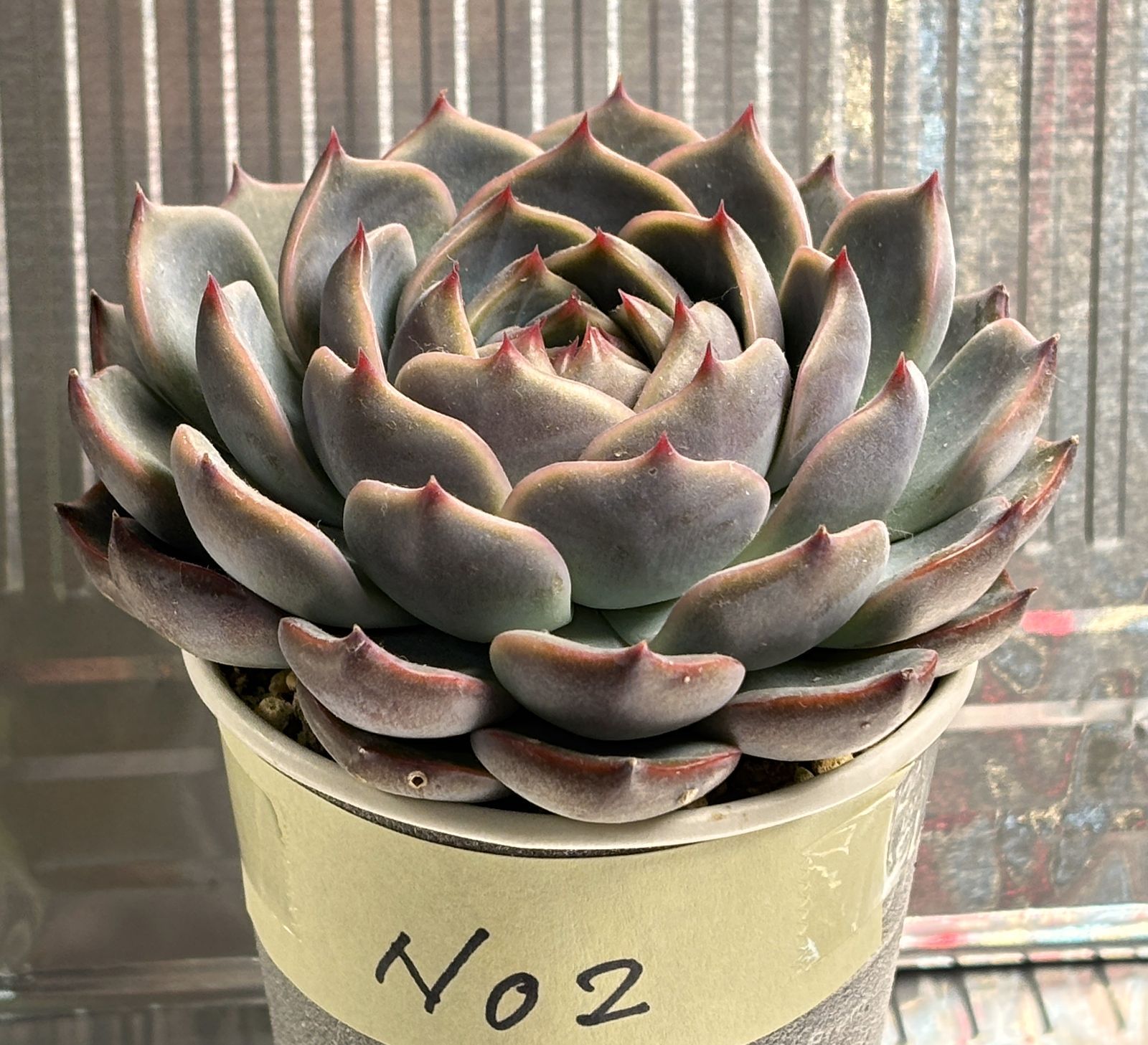 エケベリア キャラリアンNo2 抜き苗 約10cm（第4種郵便・速達＋300円