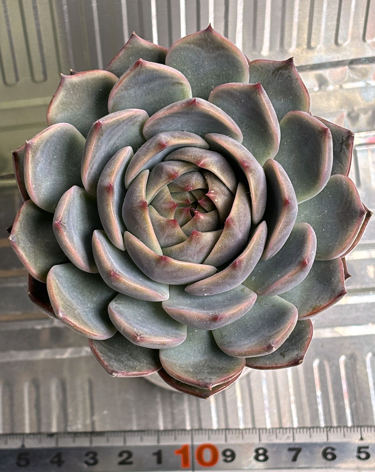 エケベリア キャラリアンNo2 抜き苗 約10cm（第4種郵便・速達＋300円