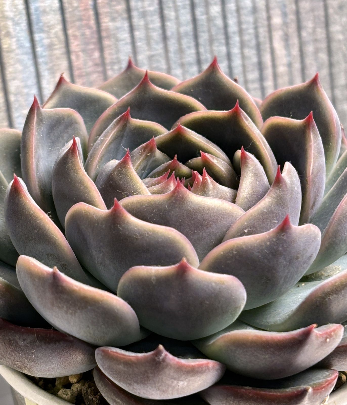 エケベリア キャラリアンNo2 抜き苗 約10cm（第4種郵便・速達＋300円