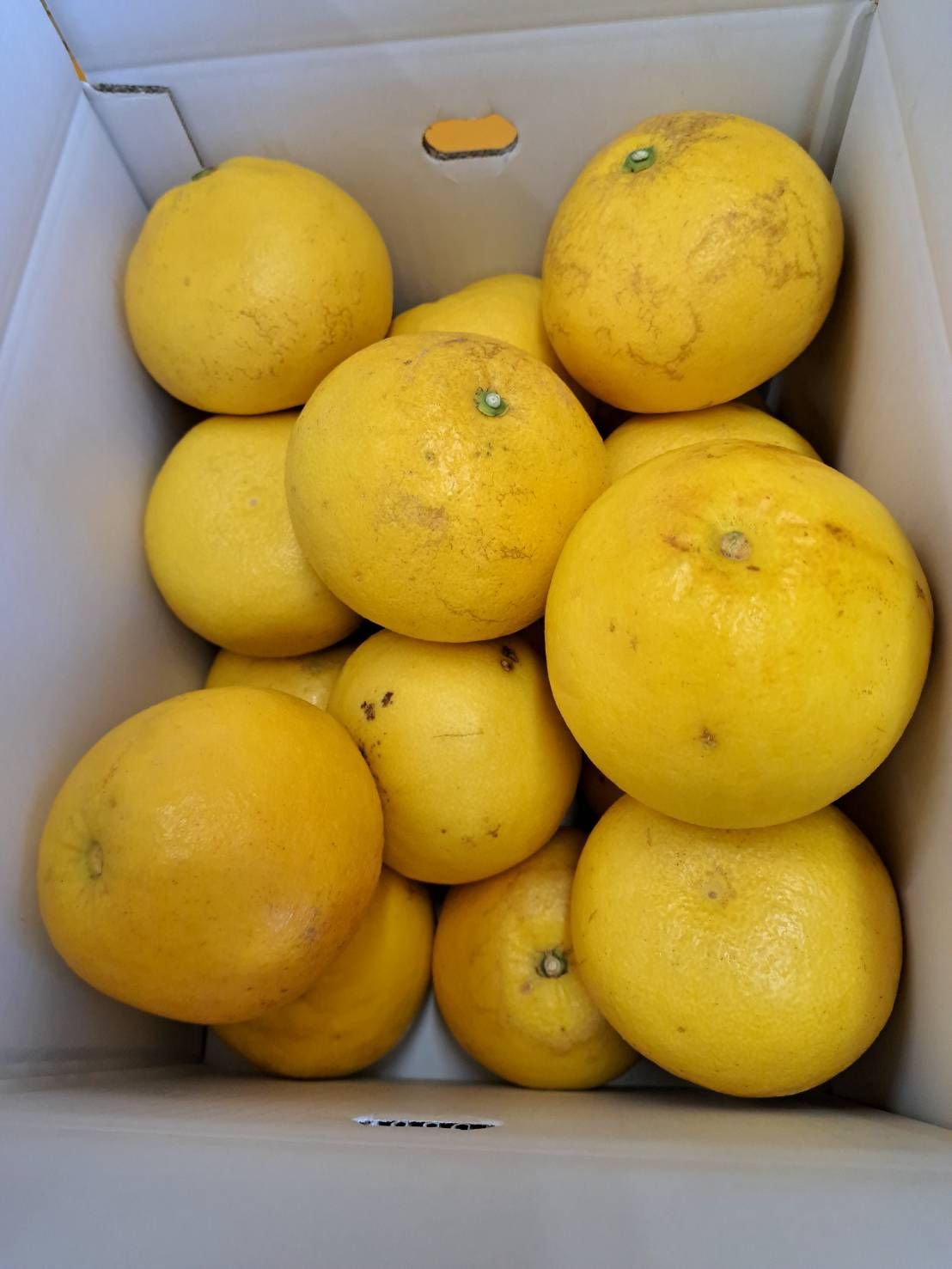 高知産土佐文旦3L 10kg 訳あり美品 - メルカリ