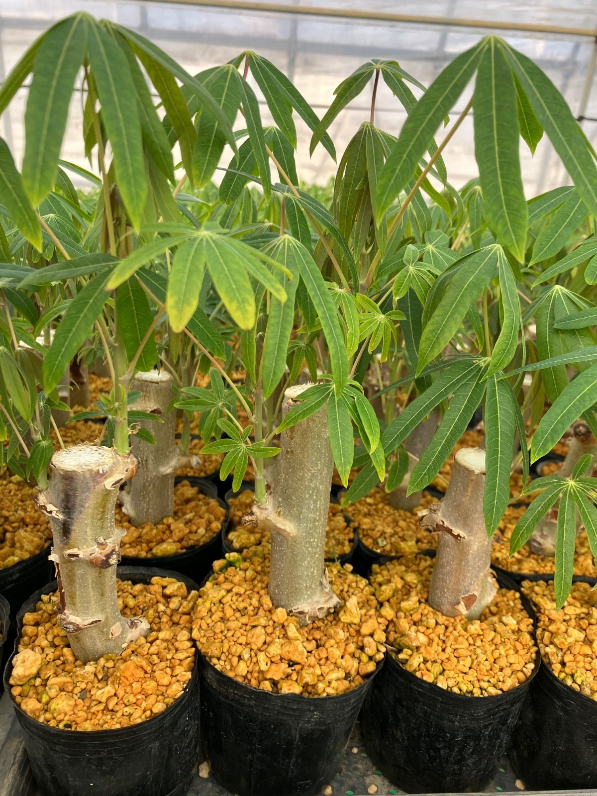 キャッサバ 苗 20本 Cassava Mandioca Yucca タピオカ tapioca 3月中旬