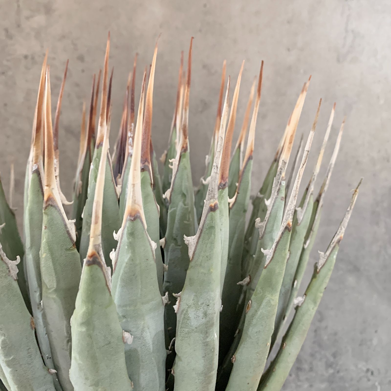 P6257】【US選抜輸入 ！】アガベ ユタエンシス エボリスピナ Agave