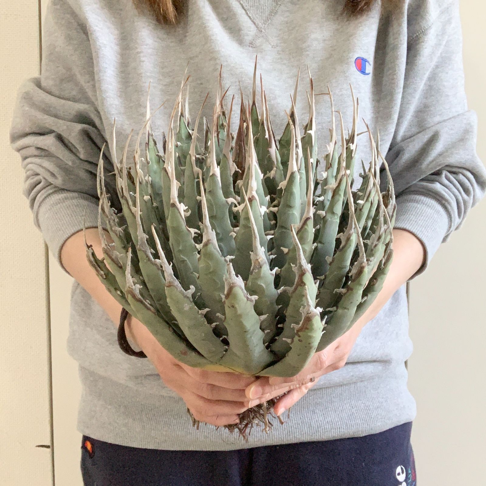 アガベ　エボリスピナ現地球　連棘 種子] アガベ エボリスピナ Agave utahensis var. eborispina｜トゲ
