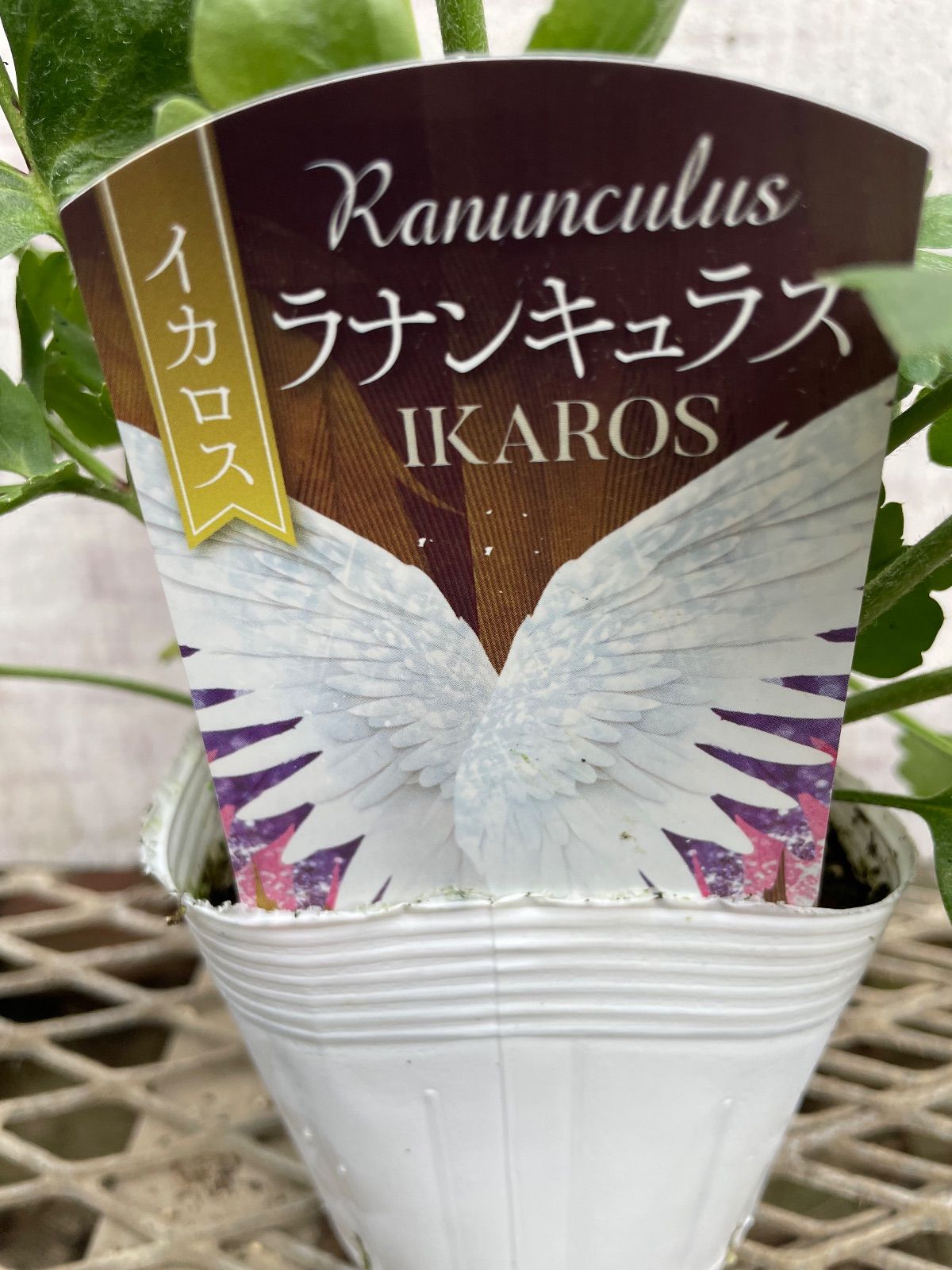 ラナンキュラス イカロス 1ポット - メルカリ