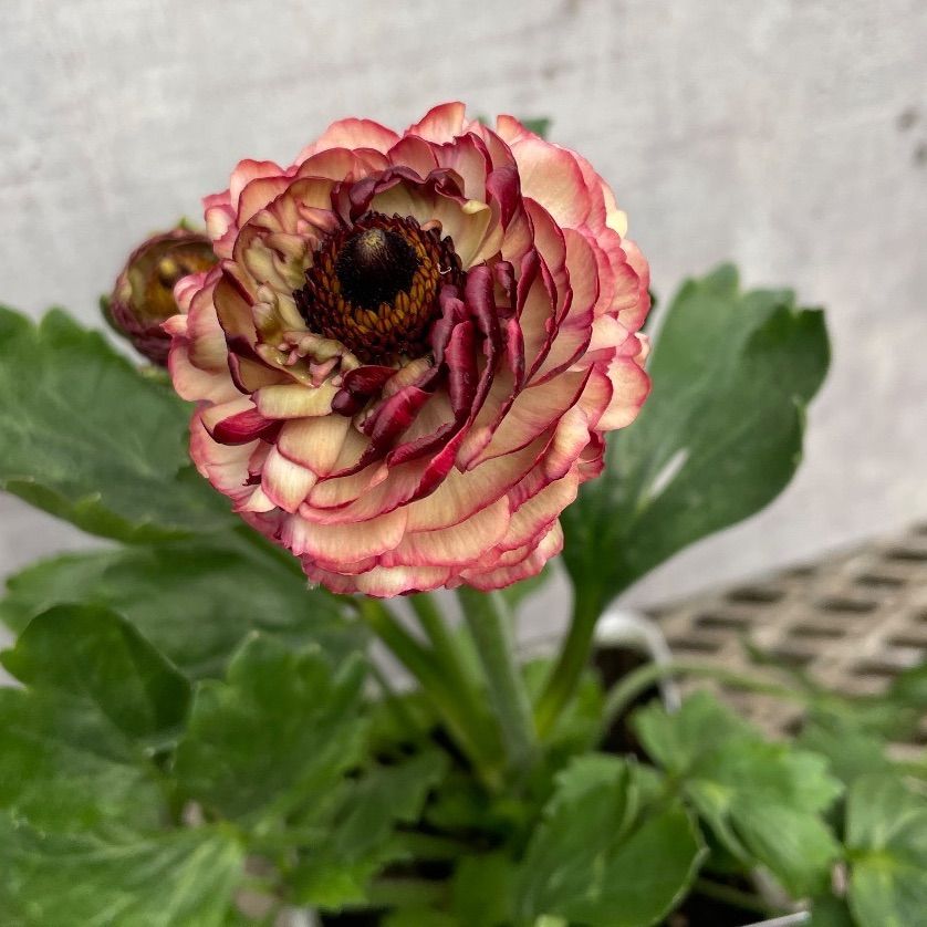 ラナンキュラス イカロス 2ポットセット - メルカリ