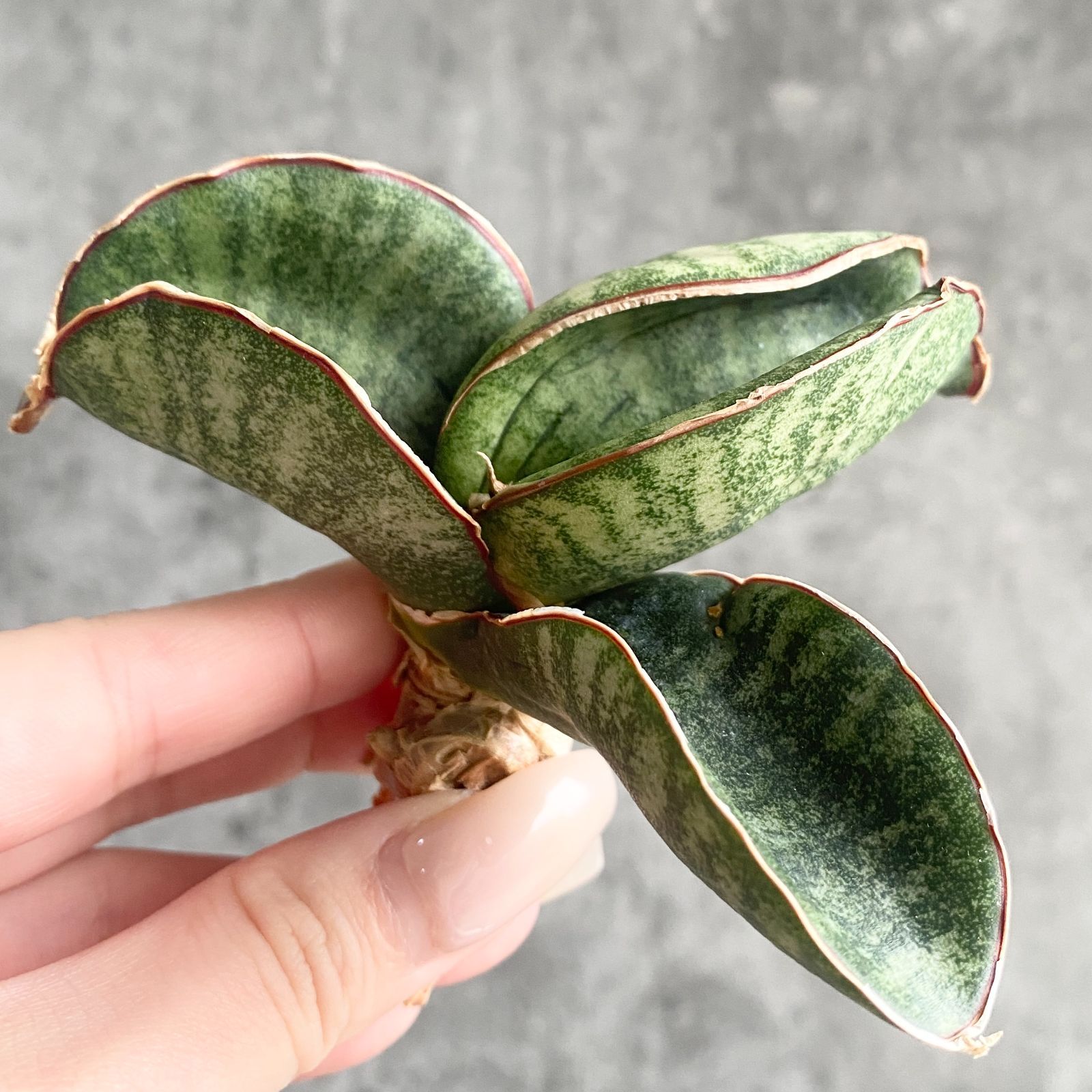 S13282 超希少！極上美株！サンスベリア ジンバブエ ( サンセベリア