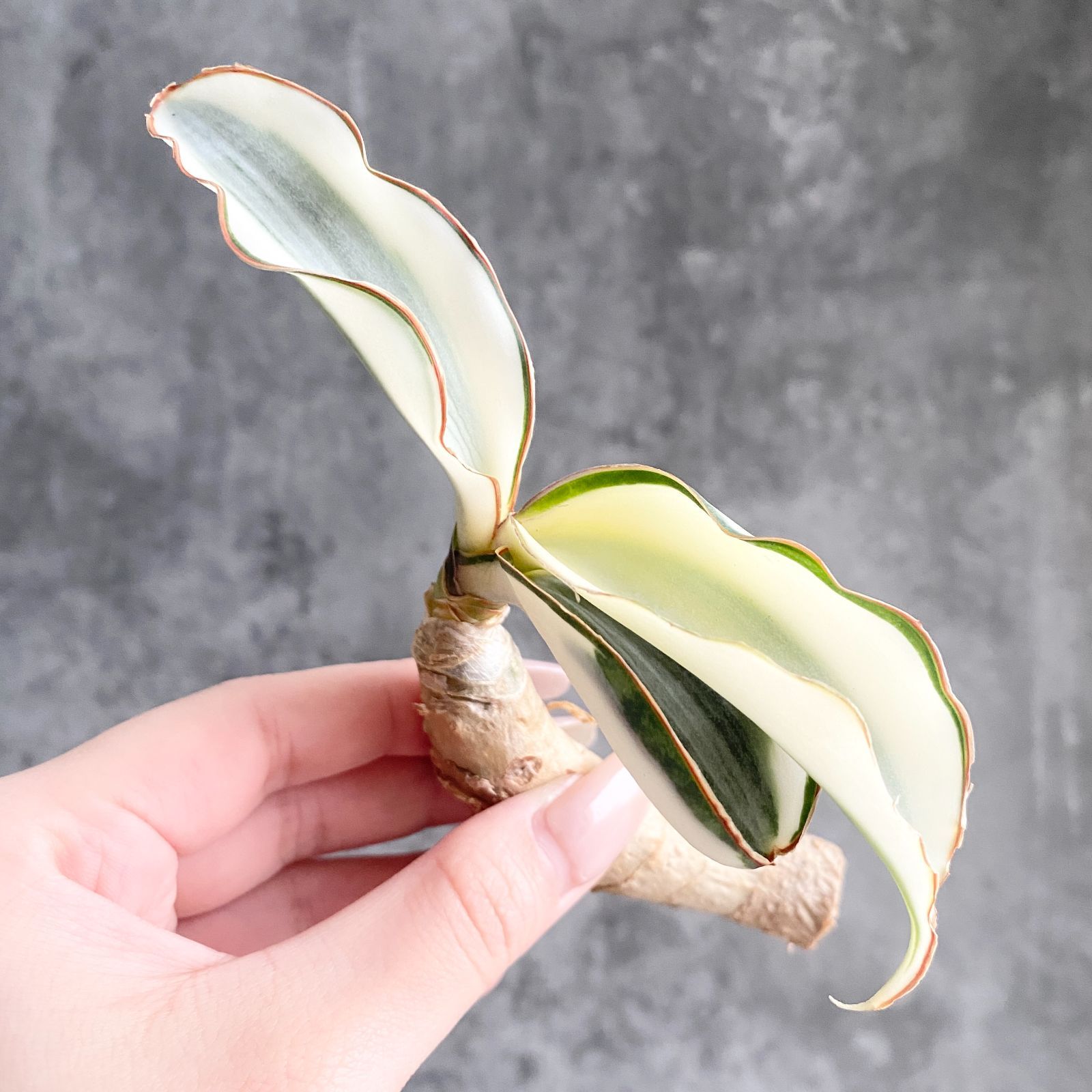 S13363【S級超希少株！！】白斑入り サンスベリア マッソニアーナ