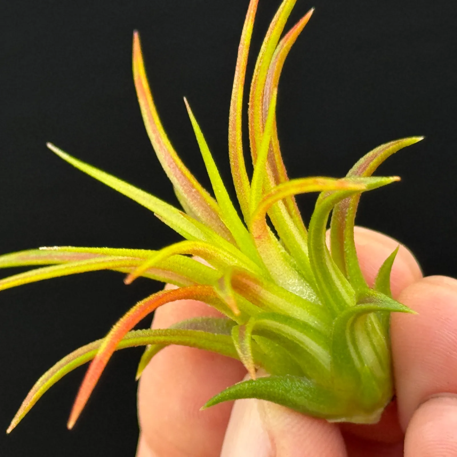 2026年最新】イオナンタ バリエガータの人気アイテム - メルカリ