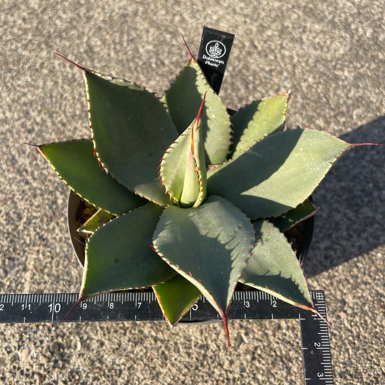DP56 アガベパリー・トランカータ実生Agave parryi var. truncata