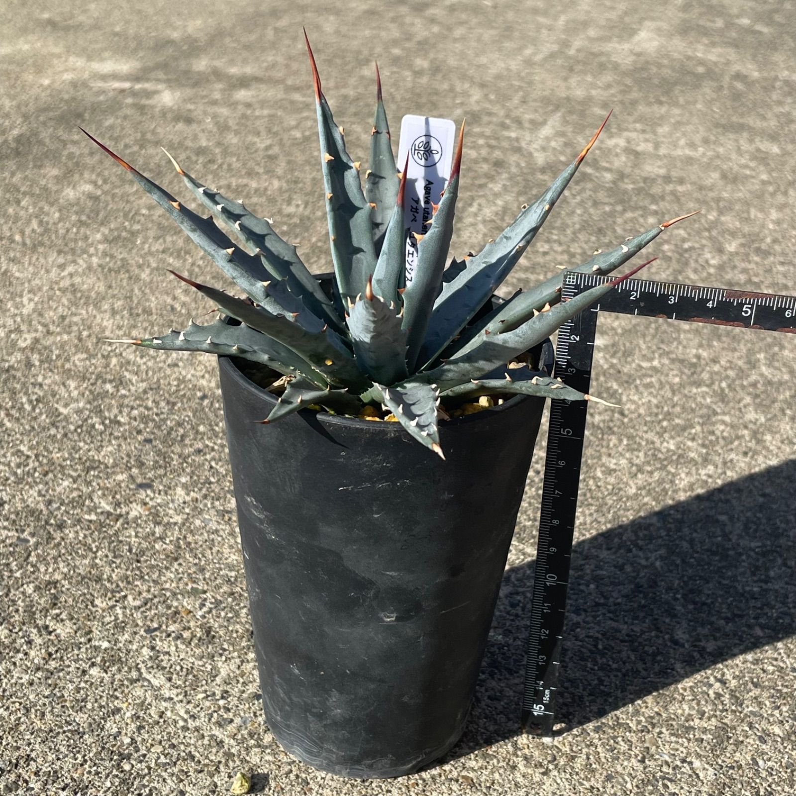 DP58 アガベ・ユタエンシス実生 Agave utahensis ssp. utahensis