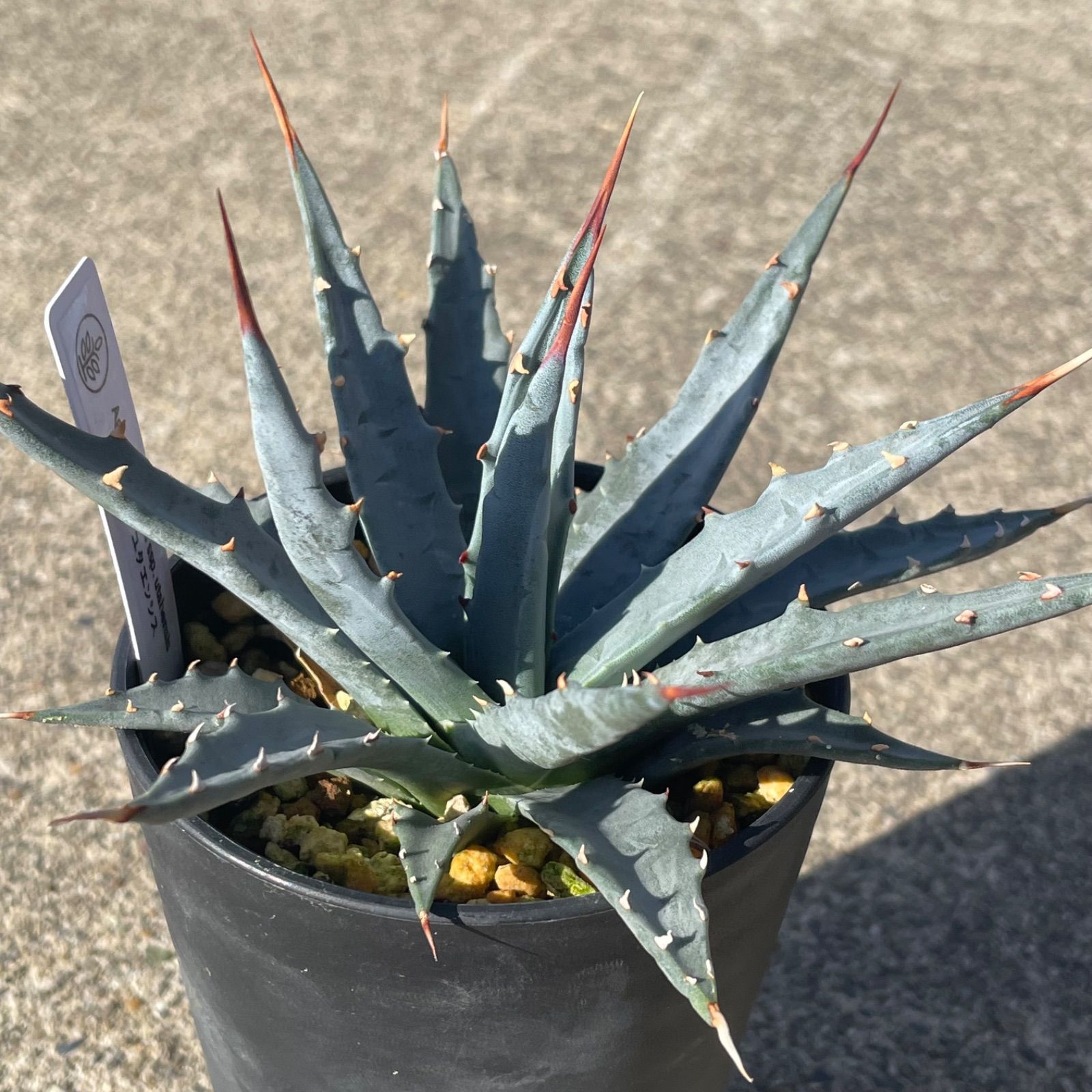 Agave utahensis シワシワ 希少株 大株 ユタエンシス DP58 アガベ・ユタエンシス実生 Agave utahensis ssp. utahensis