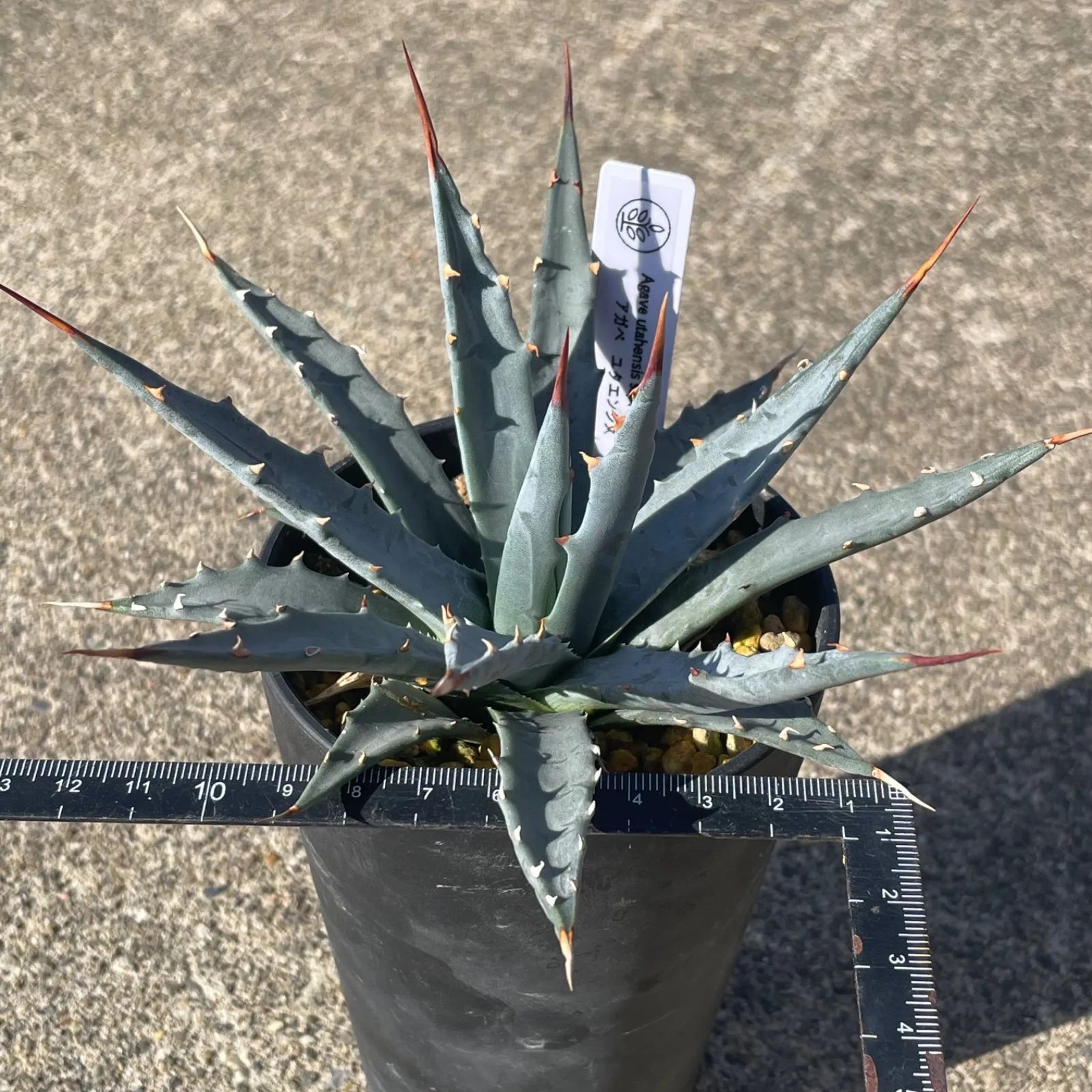 DP58 アガベ・ユタエンシス実生 Agave utahensis ssp. utahensis