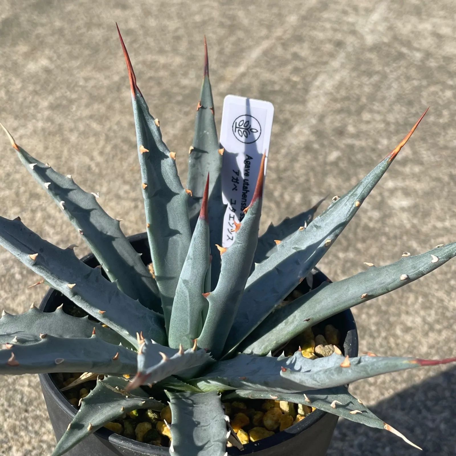 DP58 アガベ・ユタエンシス実生 Agave utahensis ssp. utahensis