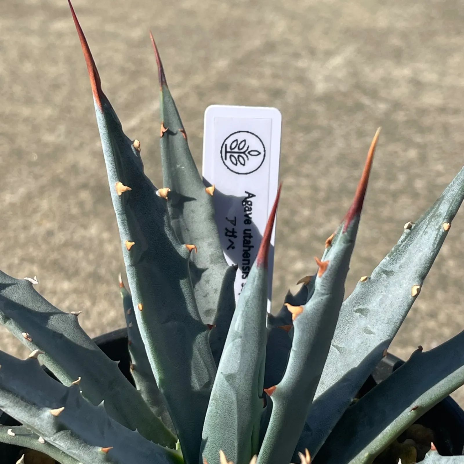 DP58 アガベ・ユタエンシス実生 Agave utahensis ssp. utahensis