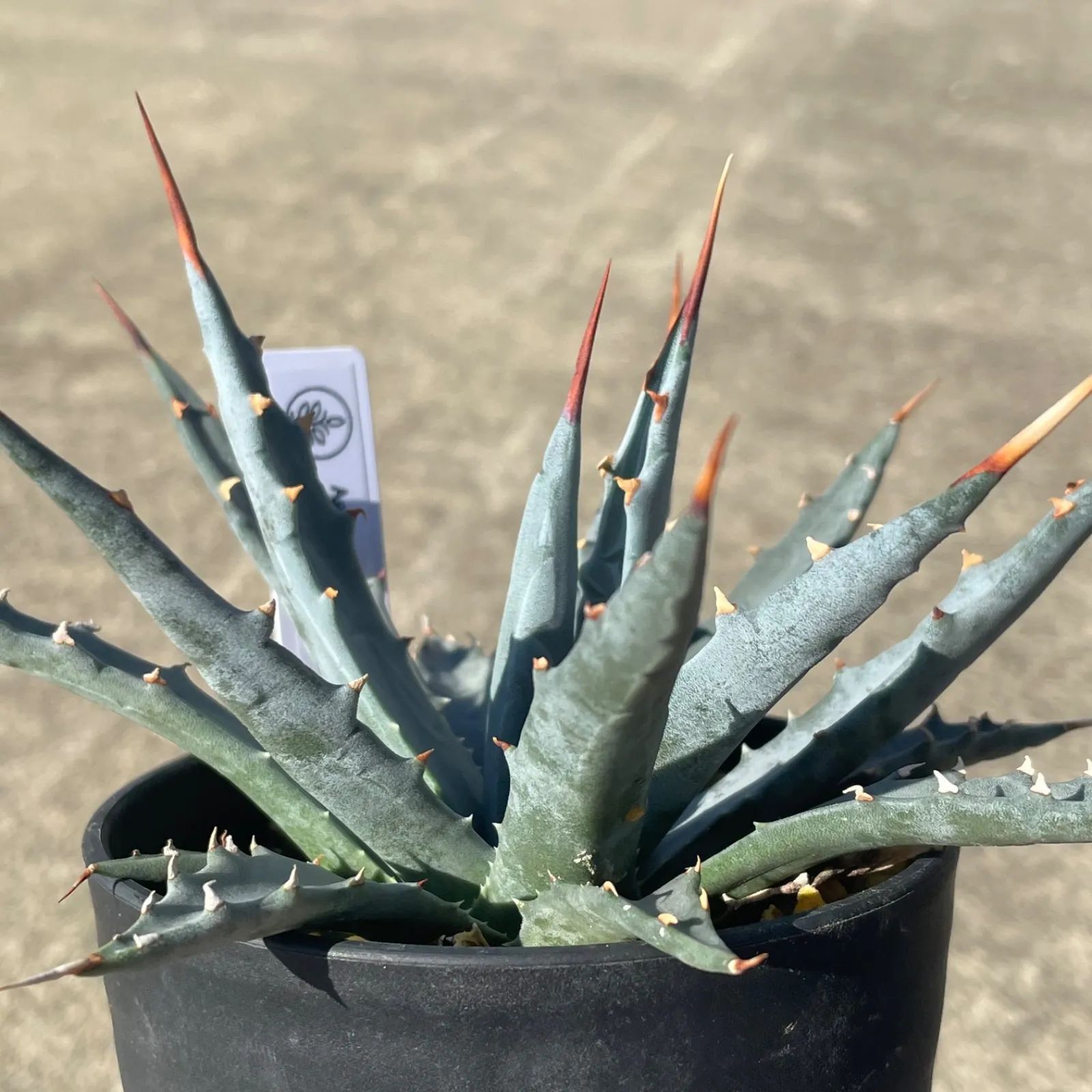 DP58 アガベ・ユタエンシス実生 Agave utahensis ssp. utahensis