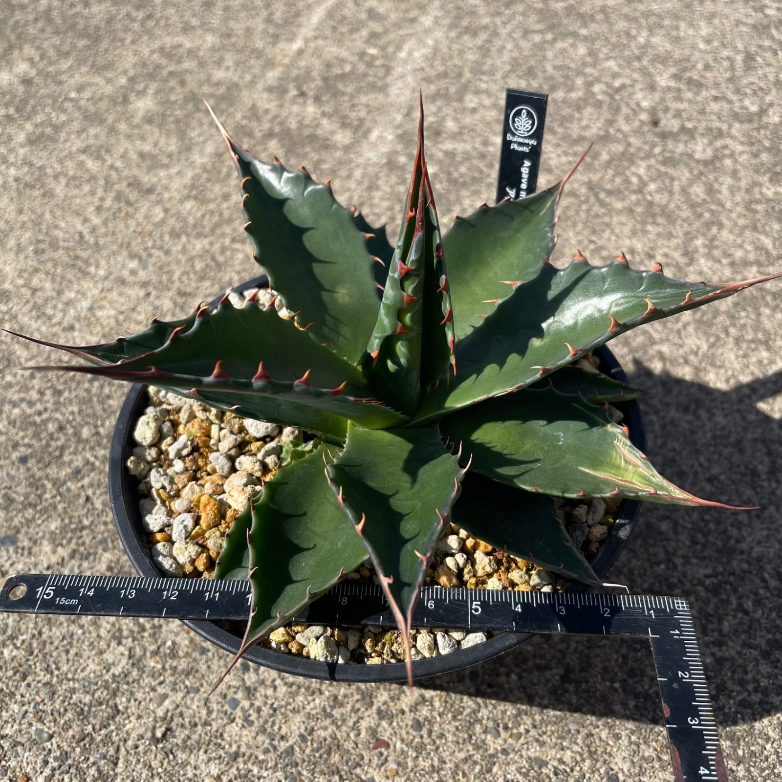 4*D様 アガベ　モンタナ　J　実生株 アガベ モンタナ agave montana 実生 【公式通販】