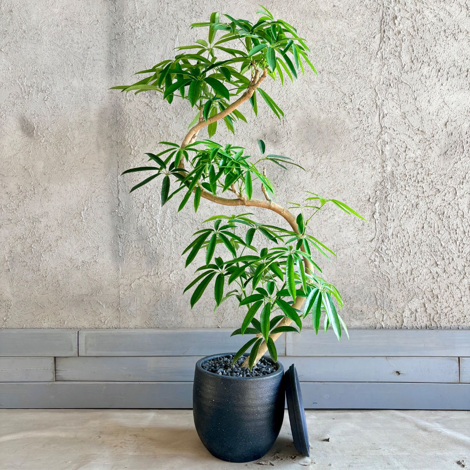 美形 幹太 曲がり仕立て シェフレラ アンガスティフォリア 9号