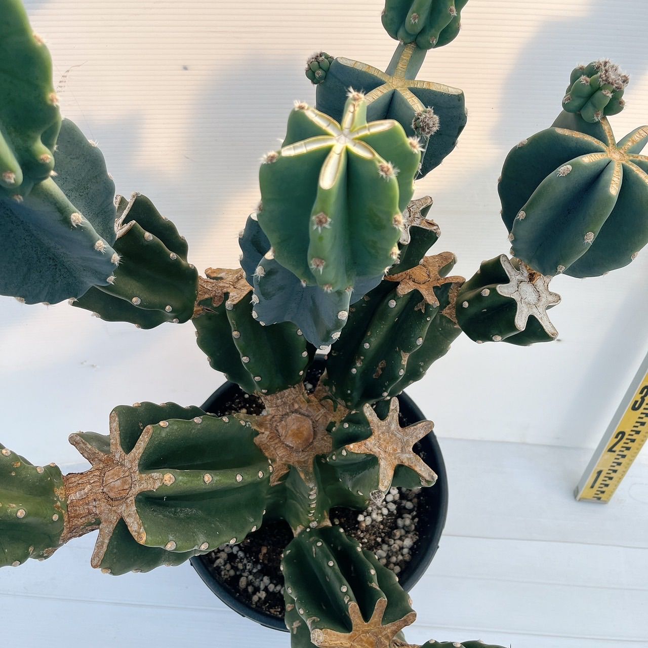 現品］※売約済※ A3 柱サボテン 鬼面角 ブランチ 10号 観葉植物 室内