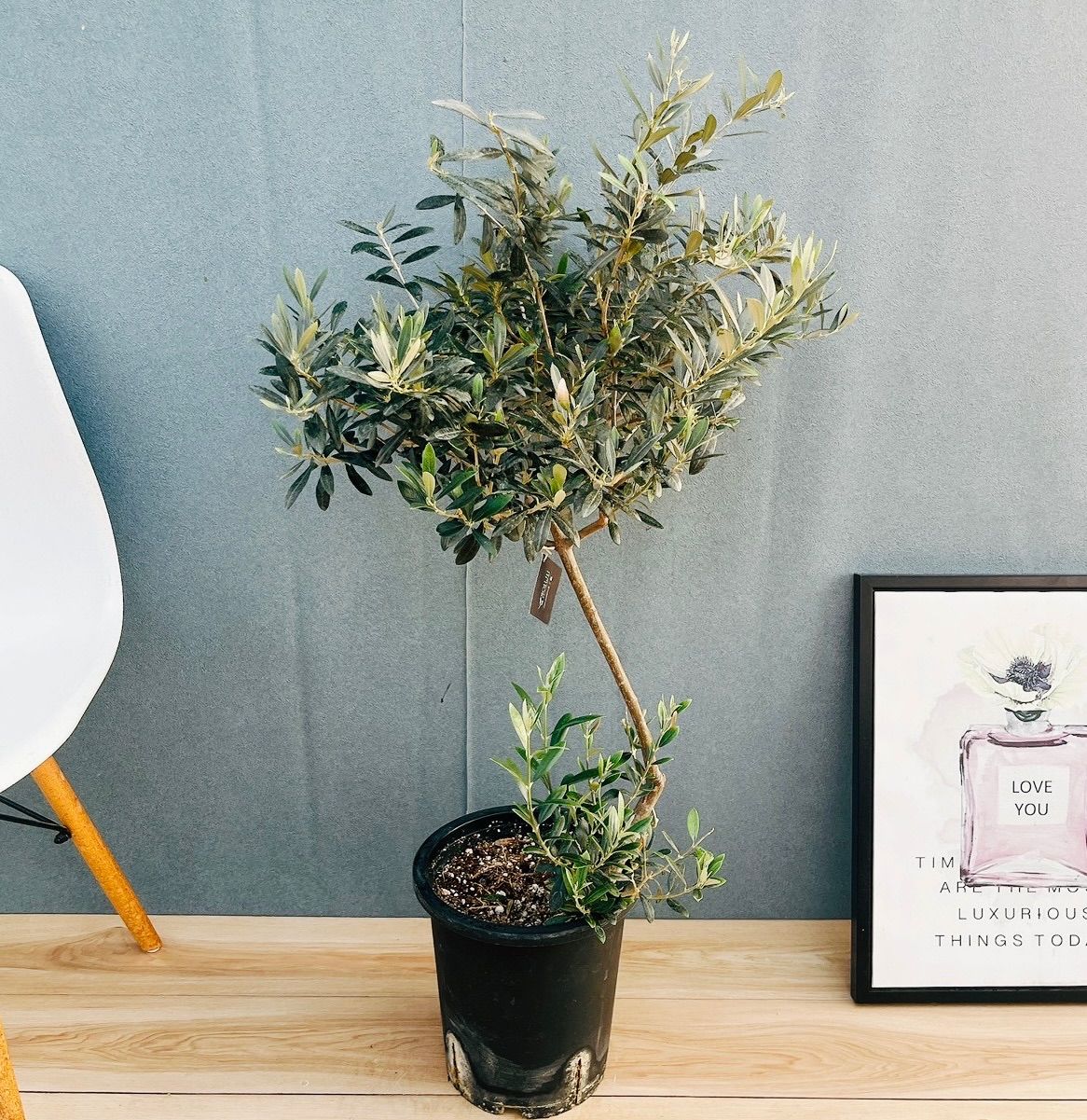 現品］12番 創樹 オリーブ マンザニロ 8号 観葉植物 ベランダ SOUJU