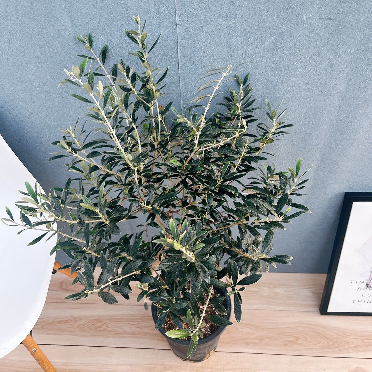 現品］12番 創樹 オリーブ マンザニロ 8号 観葉植物 ベランダ SOUJU