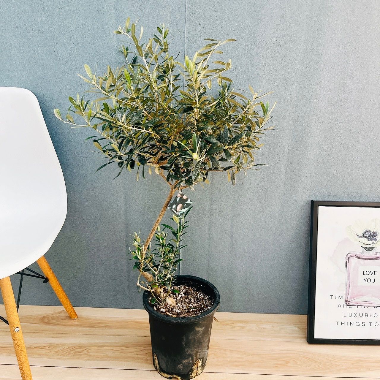 現品］12番 創樹 オリーブ マンザニロ 8号 観葉植物 ベランダ SOUJU