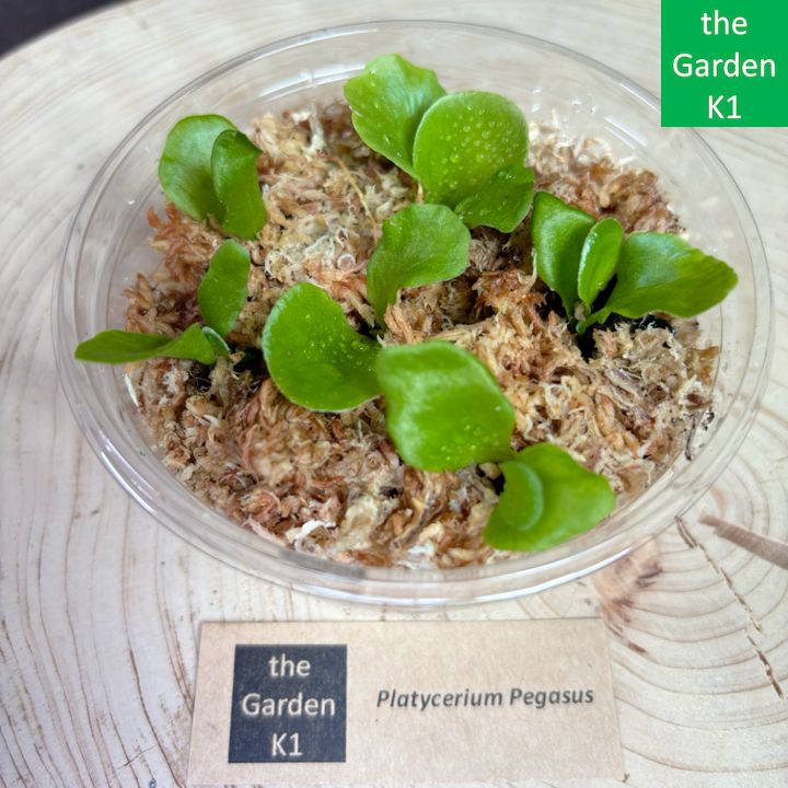 ビカクシダ】ペガサス 幼苗 Peg003【コウモリラン】 - メルカリ