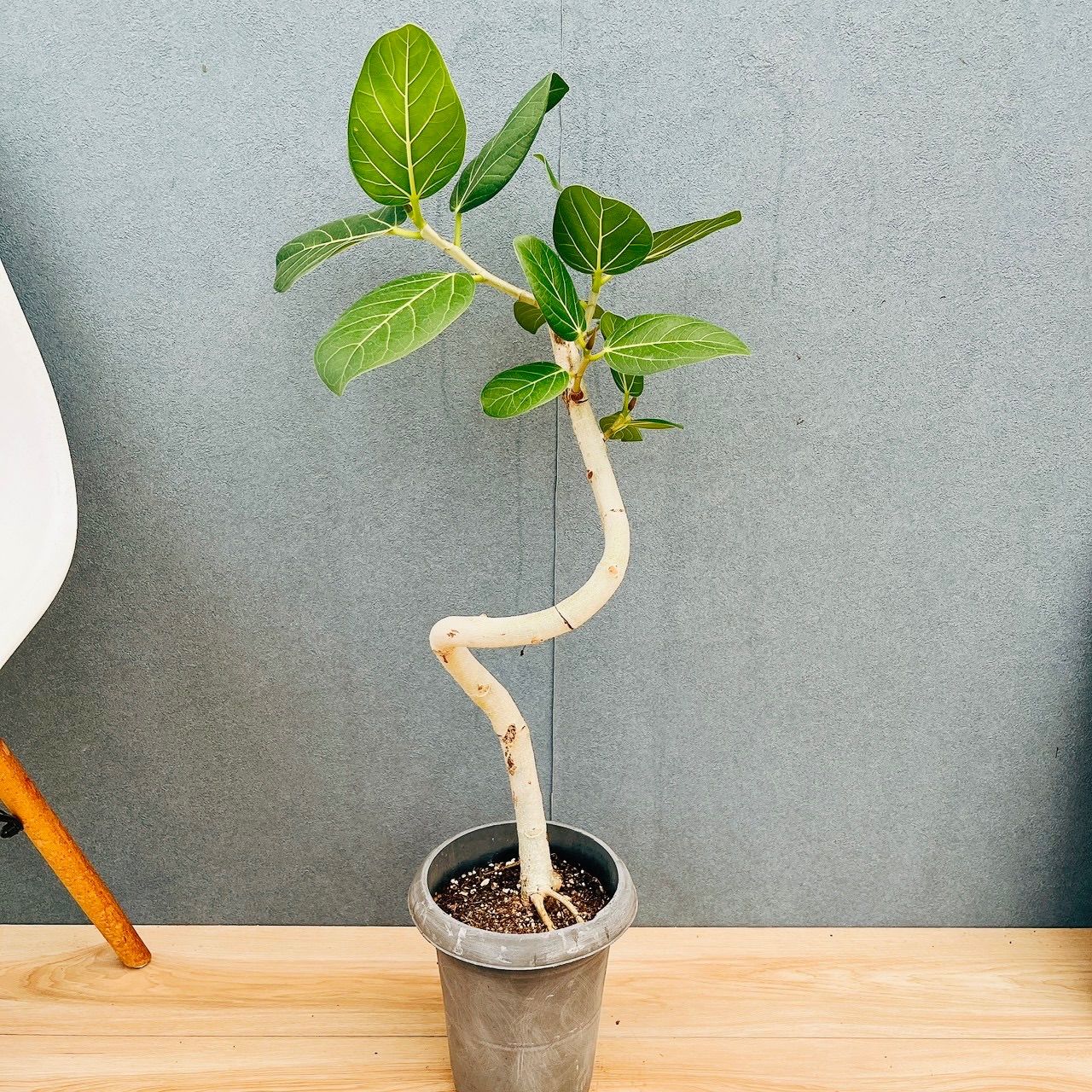 現品］F フィカス ベンガレンシス 曲がり 6号 観葉植物 室内 ゴムの木