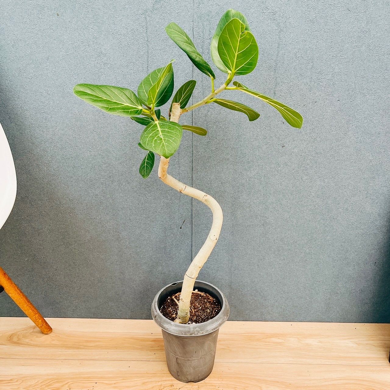 現品］F フィカス ベンガレンシス 曲がり 6号 観葉植物 室内 ゴムの木