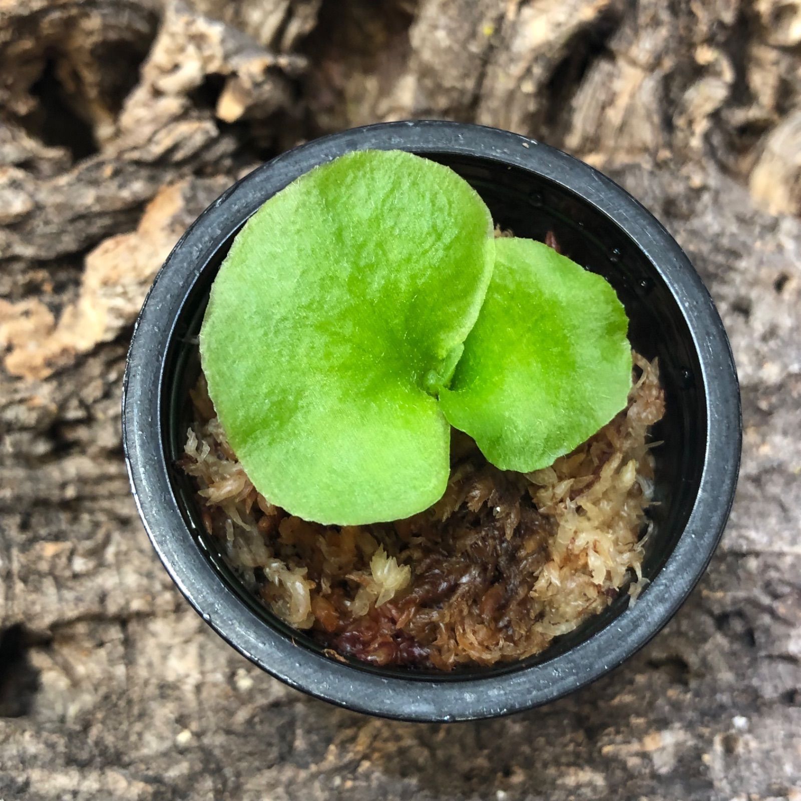 ビカクシダ ridleyi dwarf silver リドレイ ドワーフシルバー - メルカリ