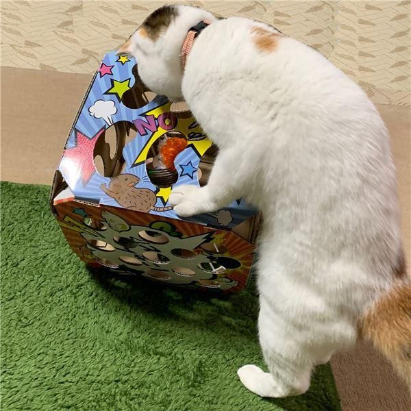 まとめ）猫ちゃんテンション爆アゲBOX〔×3セット〕 (猫用玩具) - メルカリ