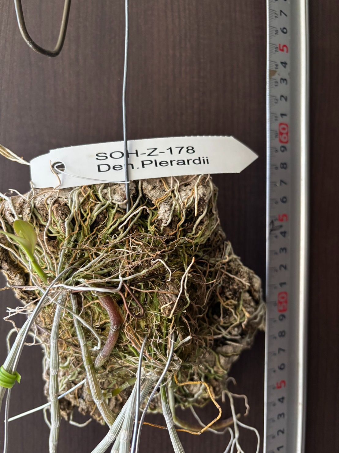 洋蘭 Den. pierardii 開花 SOH-Z-178 デンドロビウム ピエラルディ