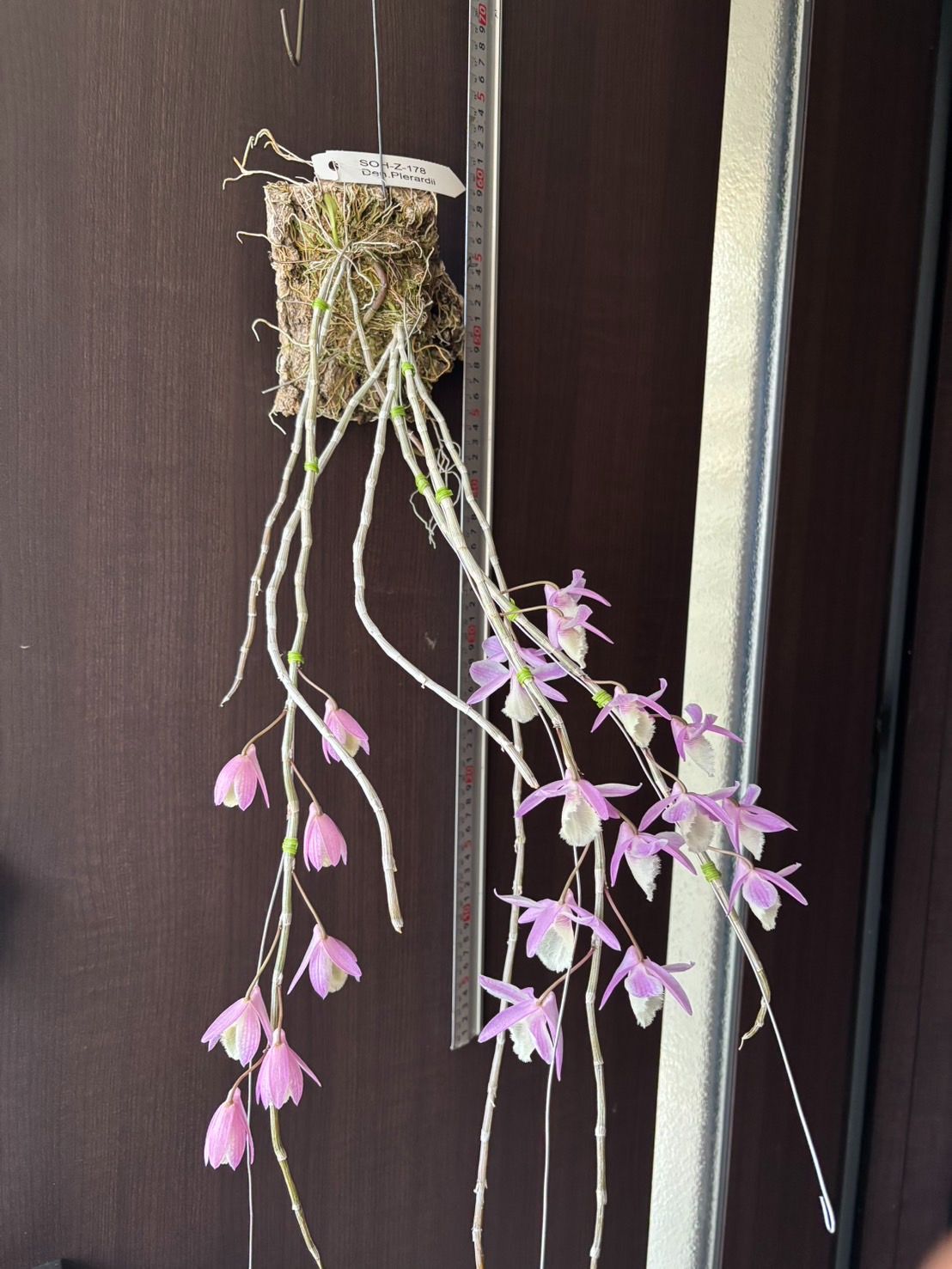 洋蘭 Den. pierardii 開花 SOH-Z-178 デンドロビウム ピエラルディ