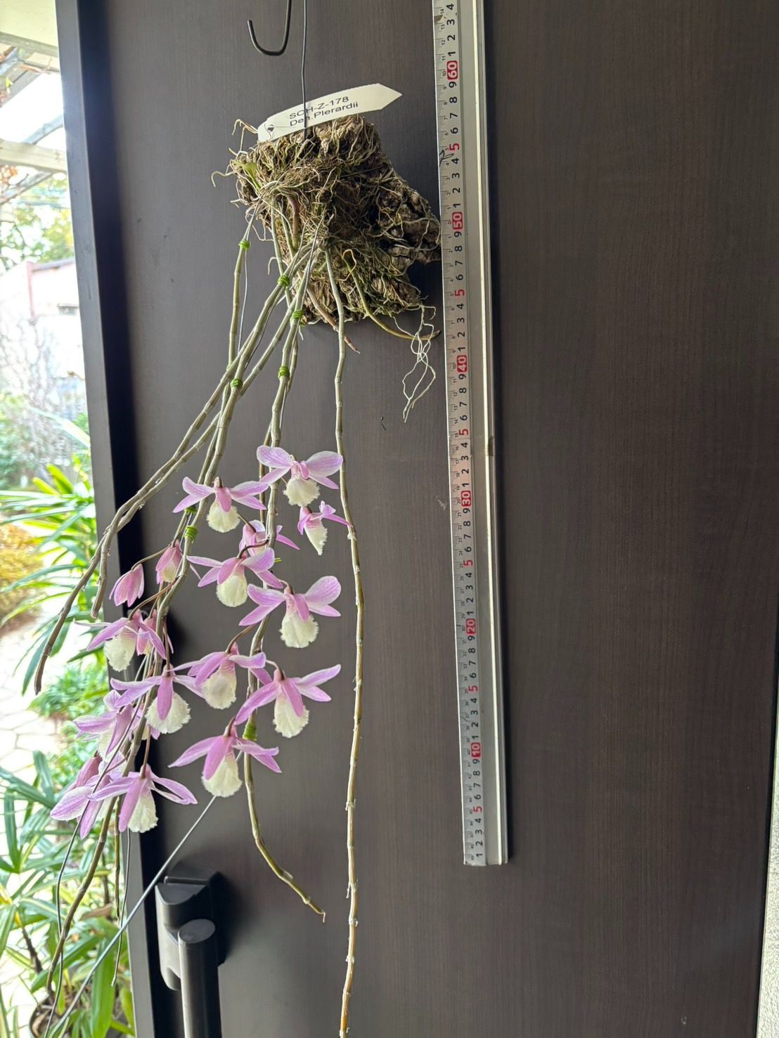 洋蘭 Den. pierardii 開花 SOH-Z-178 デンドロビウム ピエラルディ