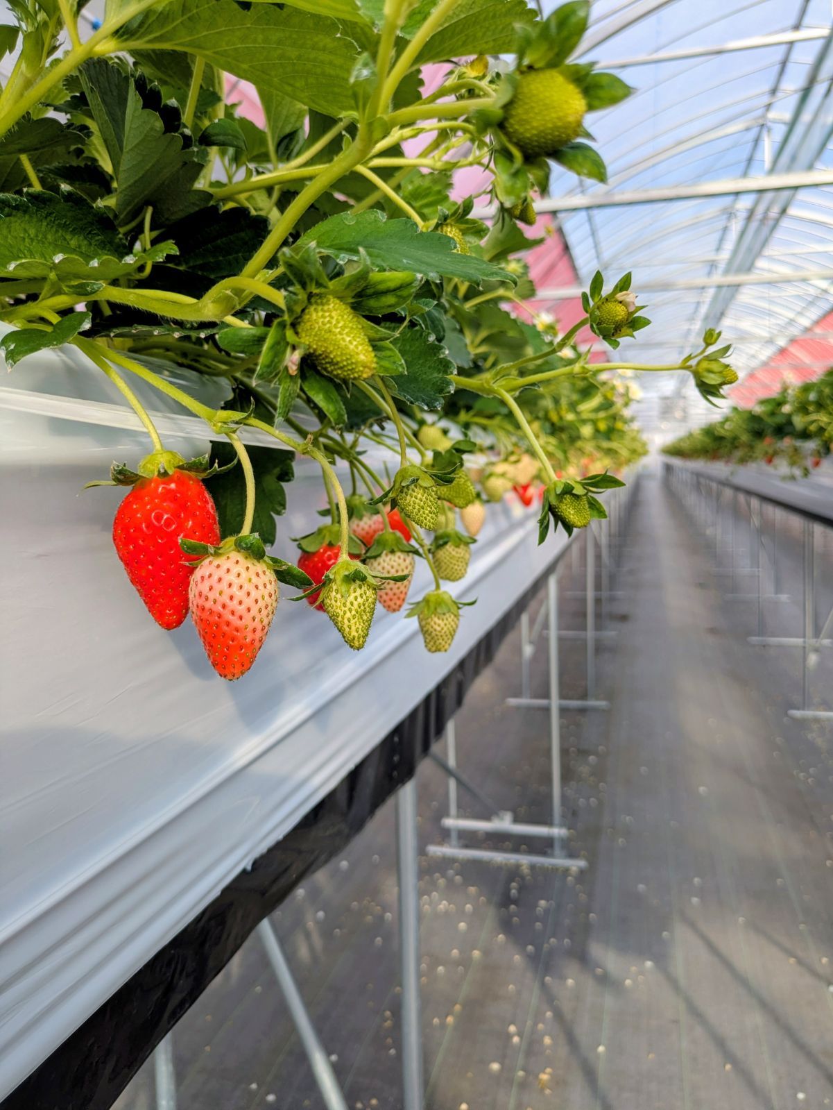 規格外】三重県産かおり野 苺 約800g 加工用 - メルカリ