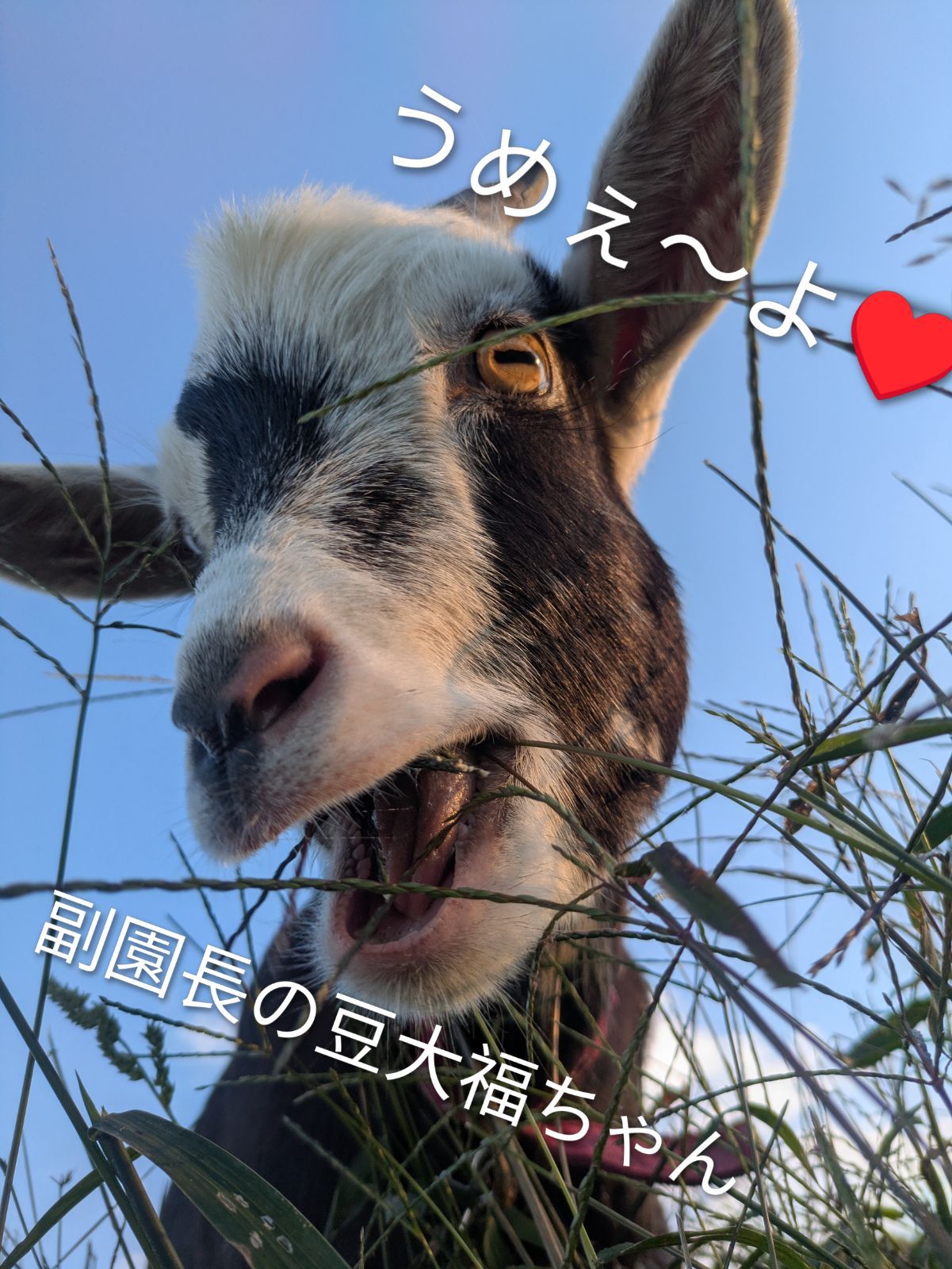 規格外】三重県産かおり野 苺 約800g 加工用 - メルカリ