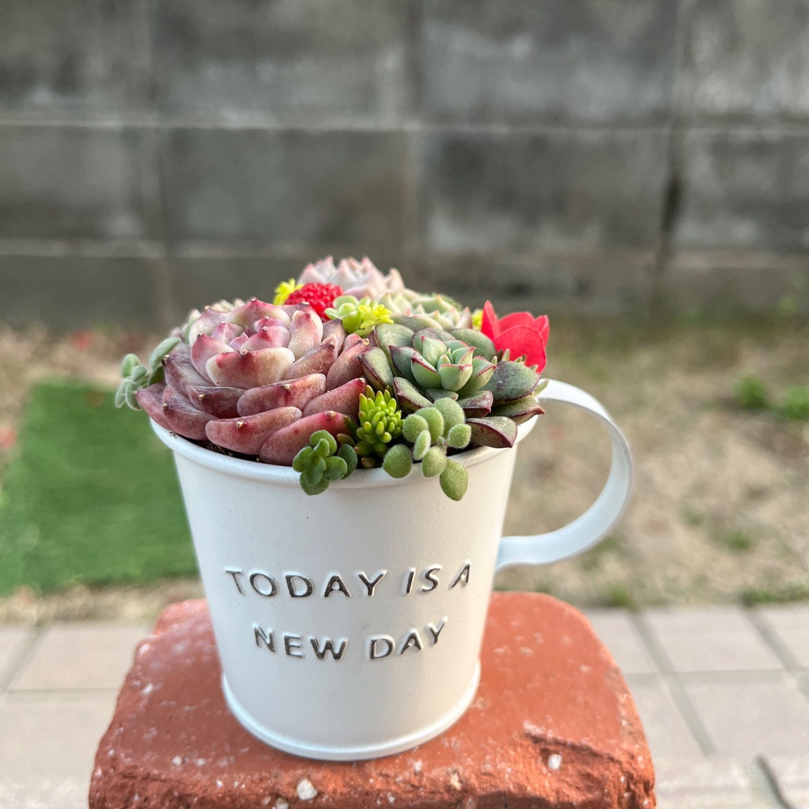 ♡そのまま飾れる♡ブリキカップ♬可愛い多肉植物寄せ植え
