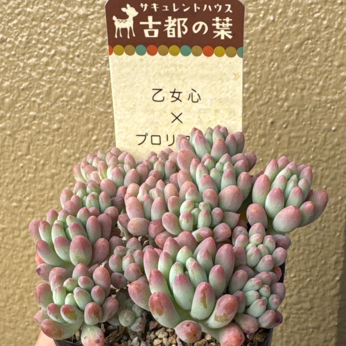 古都の葉さん苗❣️乙女心×プロリフィカ❣️札付き❗️多肉植物 抜き苗