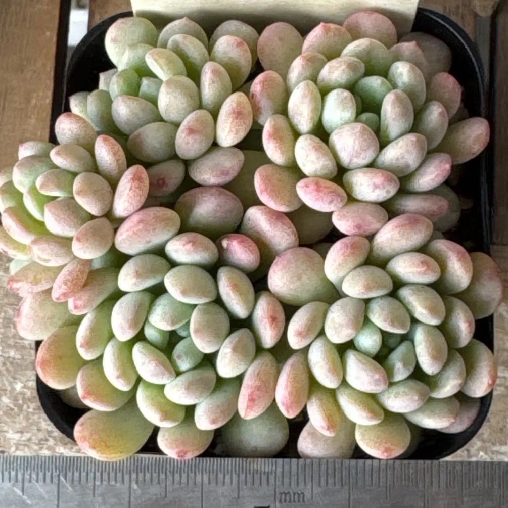 古都の葉さん苗❣️パールビーン❣️札付き❗️多肉植物 抜き苗 - メルカリ