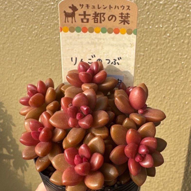 古都の葉さん苗❣️希少種❣️りんごのつぶ❣️札付き❗️多肉植物