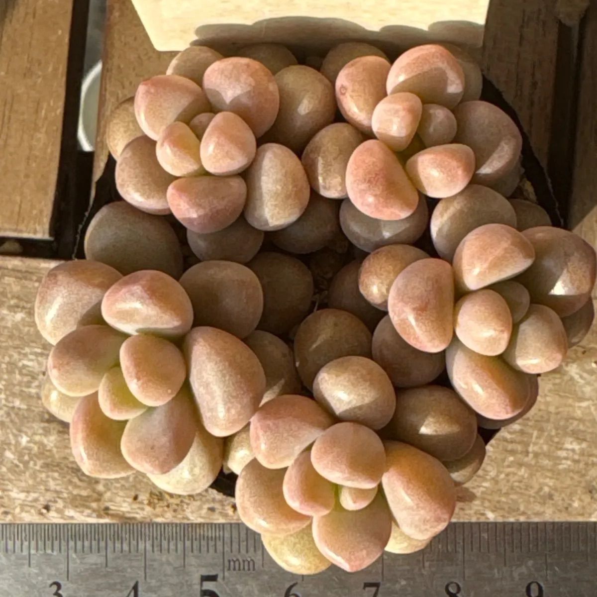 古都の葉さん苗❣️希少種❣️ぶどうのほっぺ❣️札付き❗️多肉植物