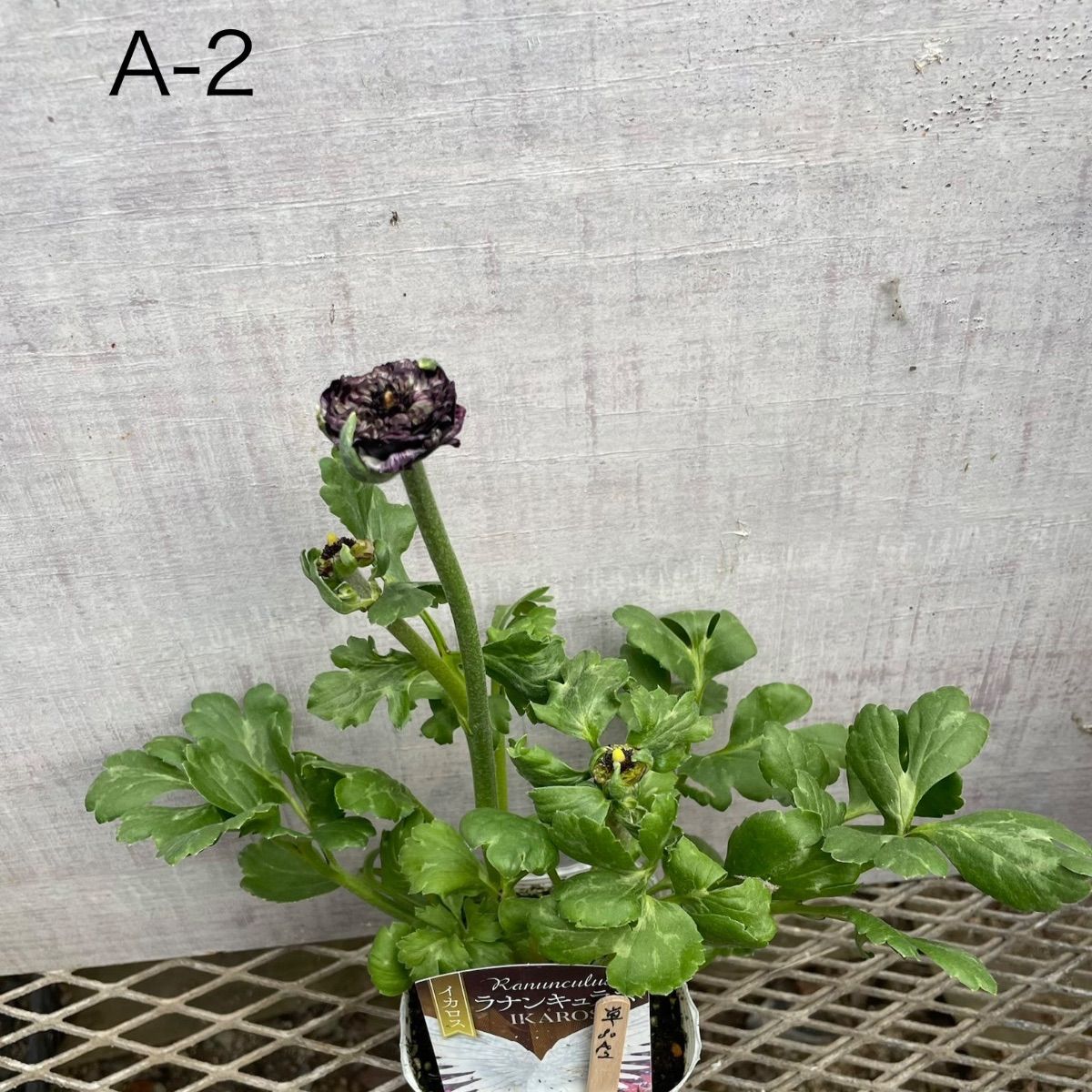 ラナンキュラス イカロス 1ポット - メルカリ