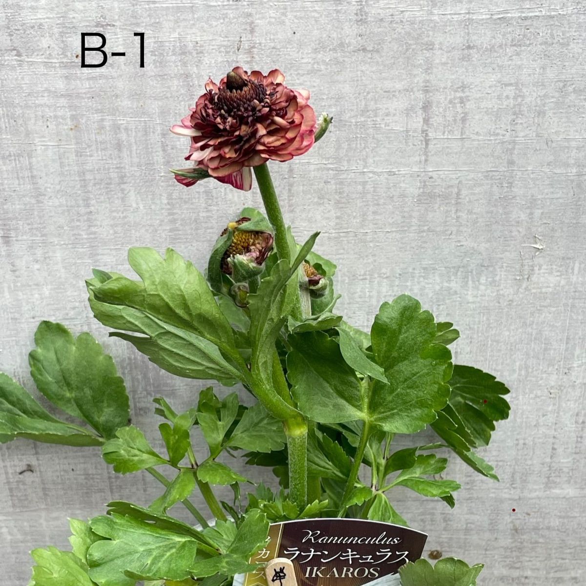 ラナンキュラス イカロス 1ポット - メルカリ
