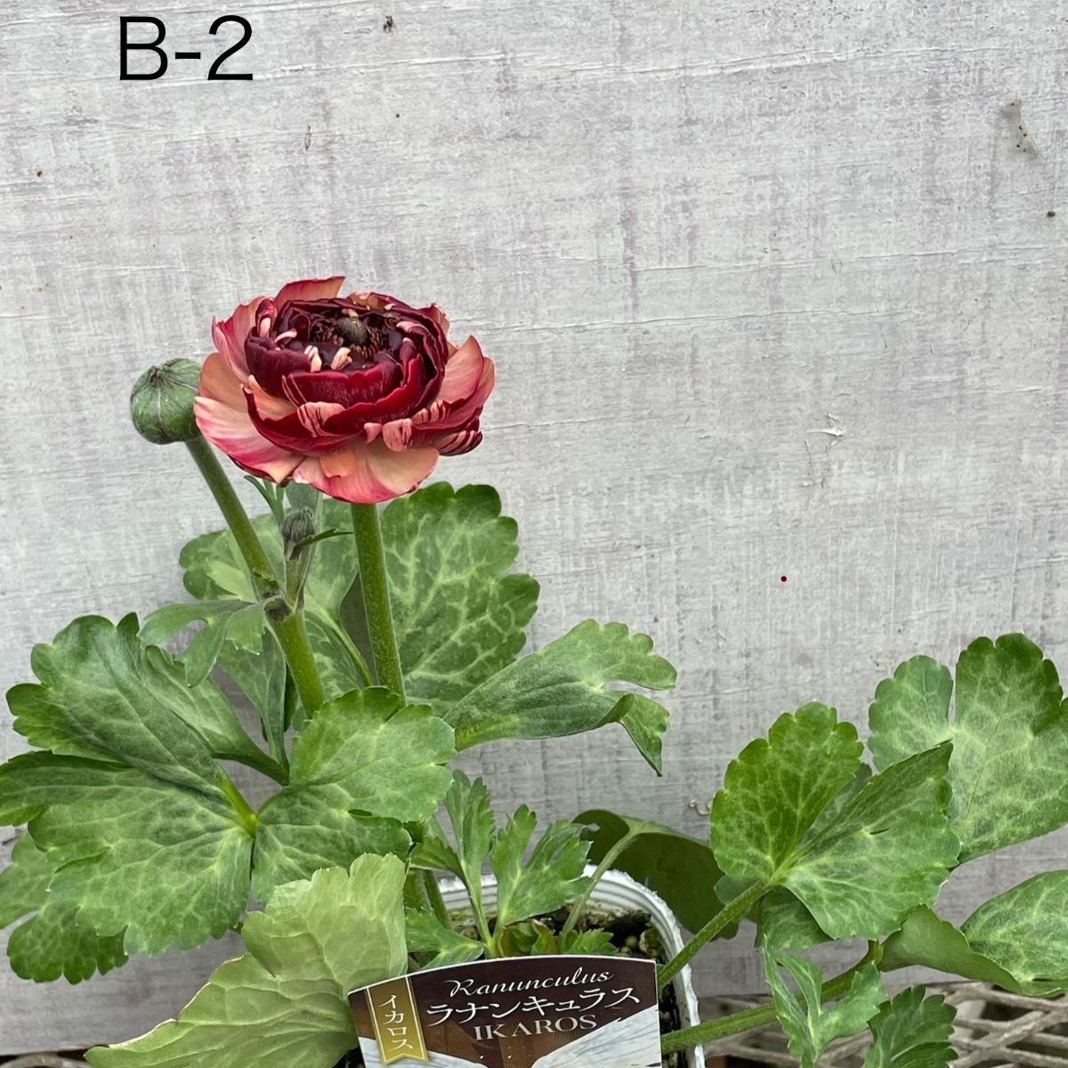 ラナンキュラス イカロス 1ポット - メルカリ