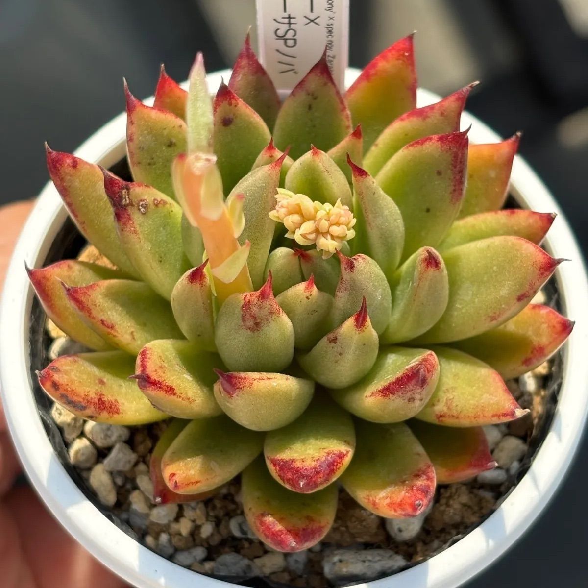 ☆オリジナル交配！☆エボニー×ザラゴーサSPノバ 多肉植物（抜き苗