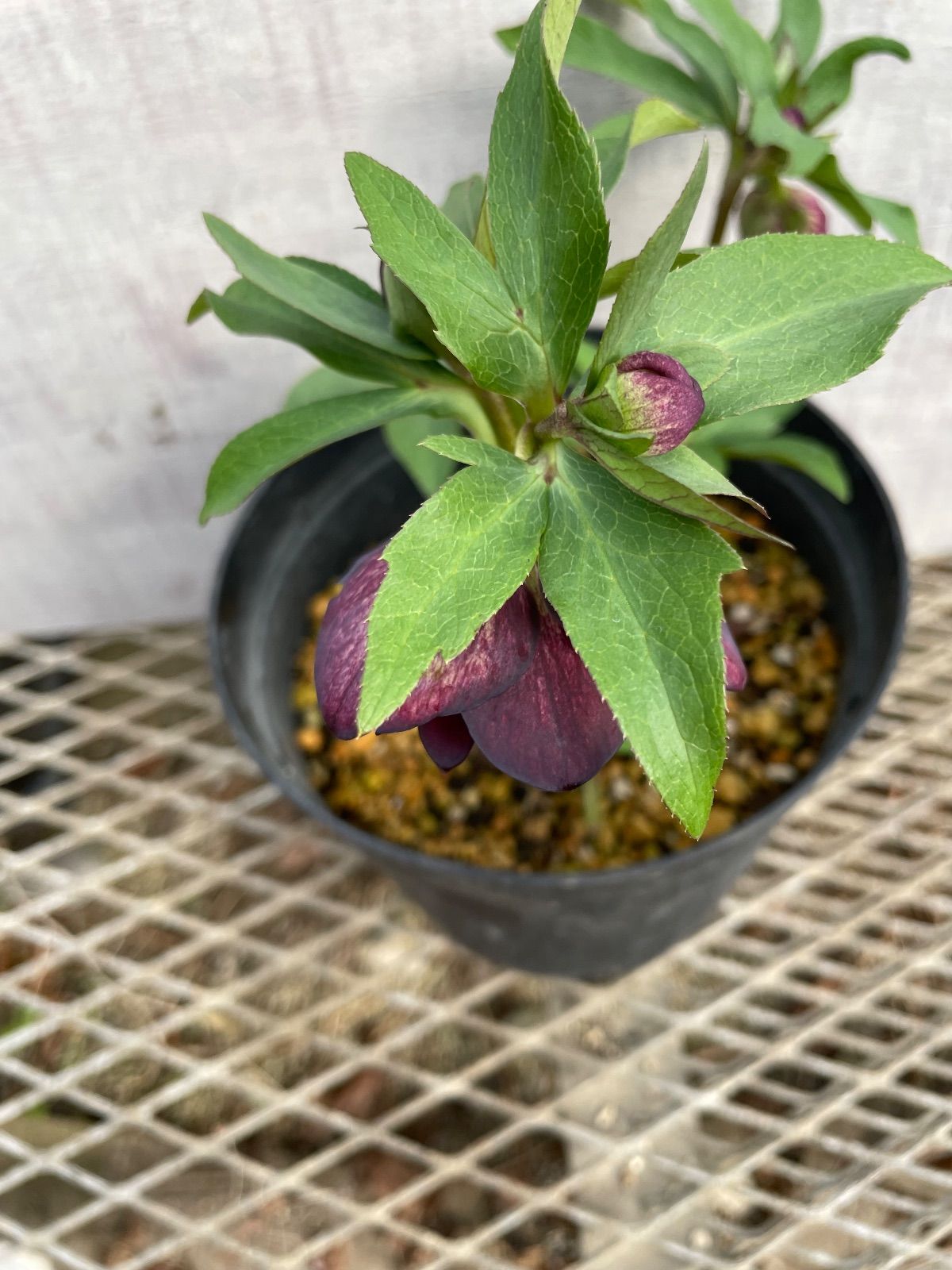 クリスマスローズ ダブル26-5 バイカラー5号鉢 開花株 - メルカリ